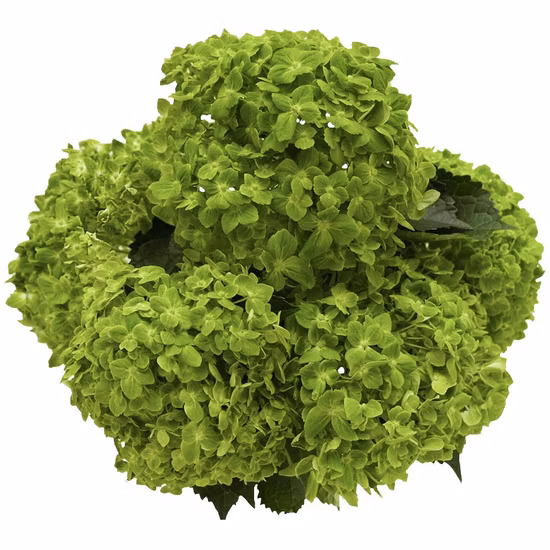 Fornitore di rose di fiori da giardino di ortensie smeraldo di fiori verdi appena tagliati