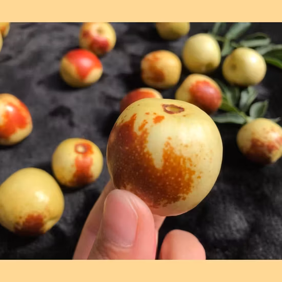 Giuggiola di frutta fresca speciale cinese di alta qualità / datteri dolci freschi Dongzao