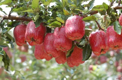 Verdura fresca delle mele cinesi Huaniu