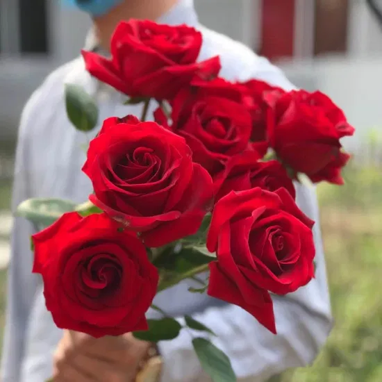 Regalo promozionale di rose appena recise, fiore decorativo, giorno di San Valentino, giorno del mese, 20 pezzi/pacchetto