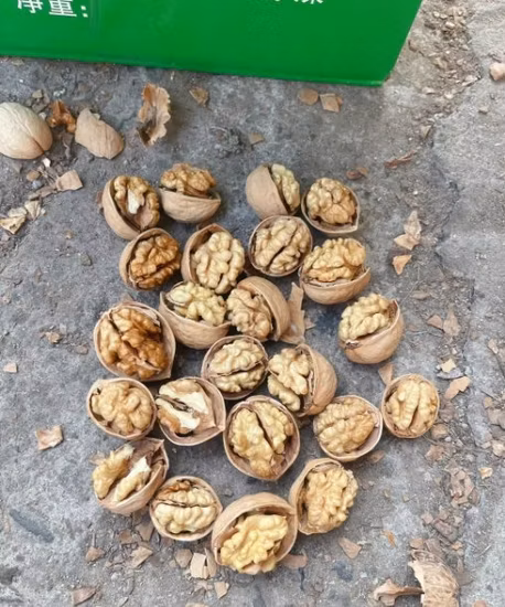 Noci Premium a buccia sottile con guscio intero in guscio di noce